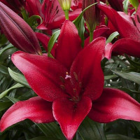  Лилия ЛА гибрид Atacama (Атакама)