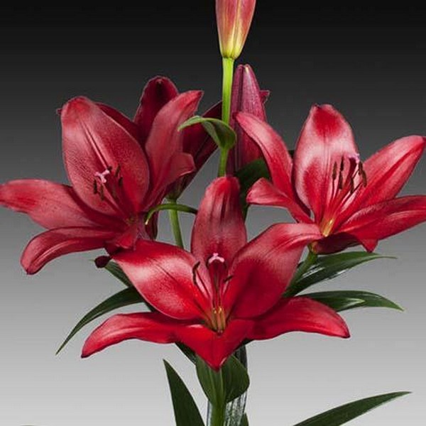  Лилия ЛА гибрид Atacama (Атакама)