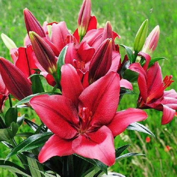  Лилия ЛА гибрид Atacama (Атакама)