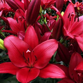  Лилия ЛА гибрид Atacama (Атакама)