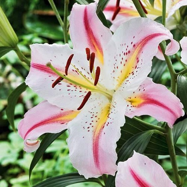  Лилия восточная Bergamo (Бергамо)