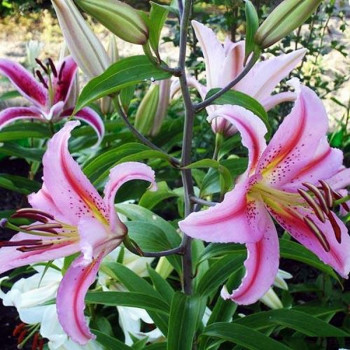  Лилия восточная Bergamo (Бергамо)