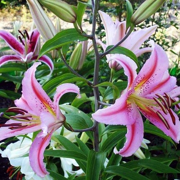  Лилия восточная Bergamo (Бергамо)