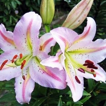  Лилия восточная Bergamo (Бергамо)