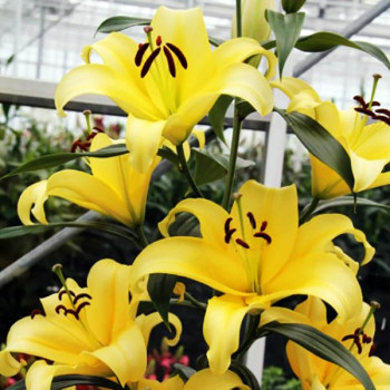  Лилия ОТ гибрид Bellville (Бельвилль)