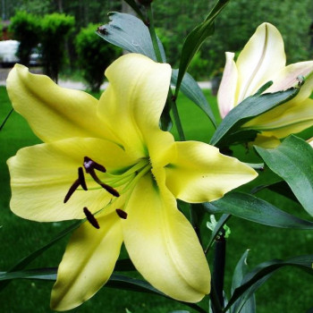  Лилия ОТ гибрид Bellville (Бельвилль)