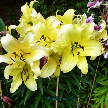  Лилия ОТ гибрид Bellville (Бельвилль)