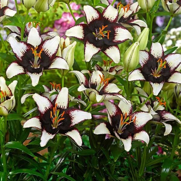  Лилия азиатская Black Eye (Блэк Ай)