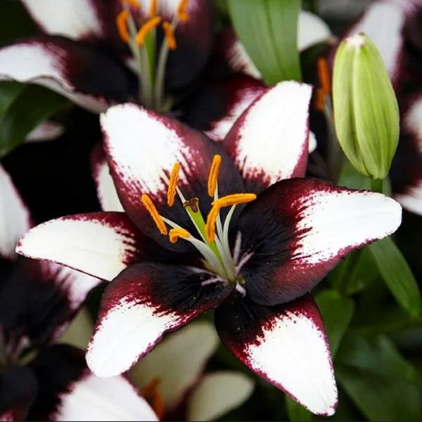  Лилия азиатская Black Eye (Блэк Ай)