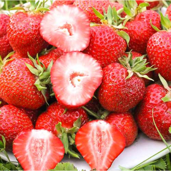 Клубника Диана 5 шт. в упаковке