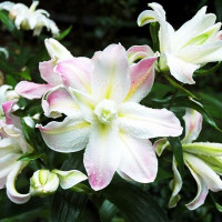  Лилия махровая восточная Soft Music (Софт Мьюзик)