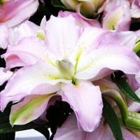  Лилия махровая восточная Soft Music (Софт Мьюзик)