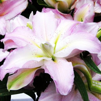  Лилия махровая восточная Soft Music (Софт Мьюзик)