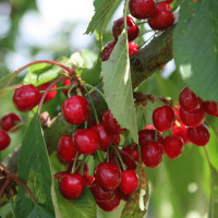 Саженцы Черешня Стелла