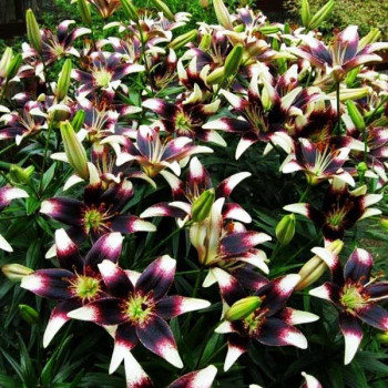  Лилия азиатская Stracciatella Event (Страсиотелла Ивент)