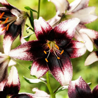  Лилия азиатская Stracciatella Event (Страсиотелла Ивент)