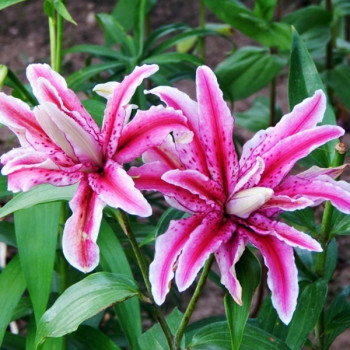  Лилия восточная Magic Star (Мэджик Стар)