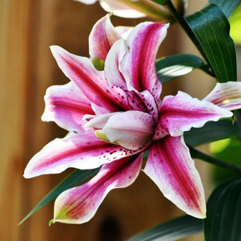  Лилия восточная Magic Star (Мэджик Стар)