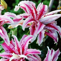  Лилия восточная Magic Star (Мэджик Стар)