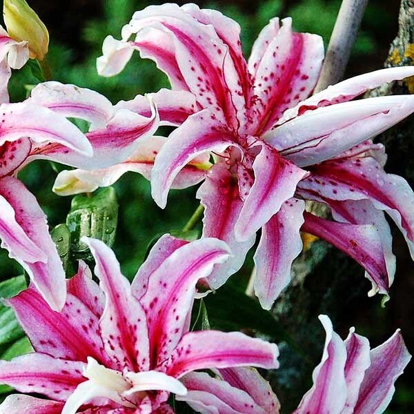  Лилия восточная Magic Star (Мэджик Стар)