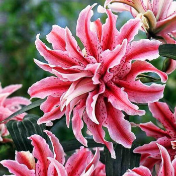  Лилия восточная Magic Star (Мэджик Стар)