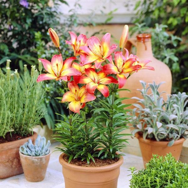  Лилия азиатская Costa del Sol (Коста Дель Сол)