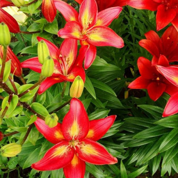  Лилия азиатская Costa del Sol (Коста Дель Сол)