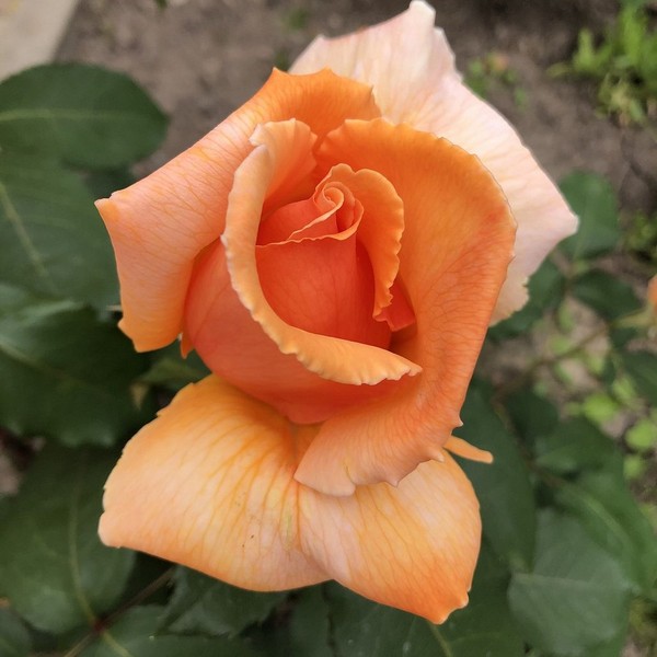 Саженцы Роза чайно-гибридная Капучино