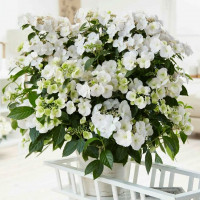 Гортензия крупнолистная Runaway Bride (Ранэвей Брайд)