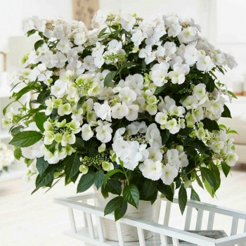 Гортензия крупнолистная Runaway Bride (Ранэвей Брайд)