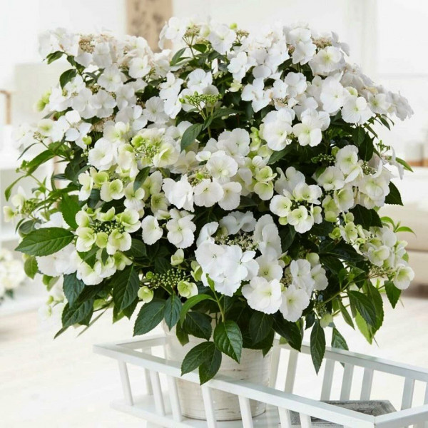 Гортензия крупнолистная Runaway Bride (Ранэвей Брайд)