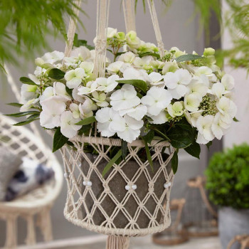 Гортензия крупнолистная Runaway Bride (Ранэвей Брайд)