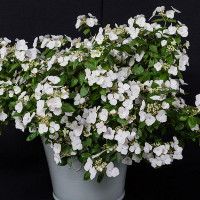 Гортензия крупнолистная Runaway Bride (Ранэвей Брайд)