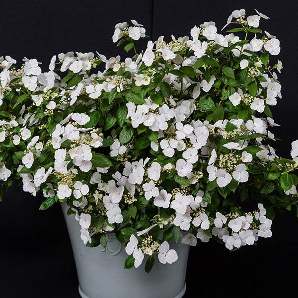 Гортензия крупнолистная Runaway Bride (Ранэвей Брайд)