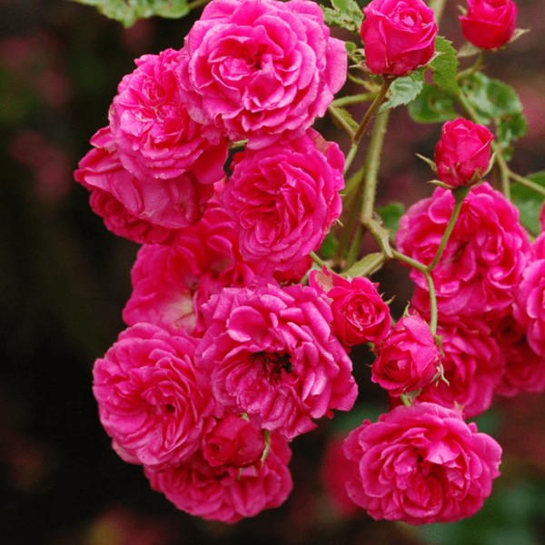 Саженцы Роза флорибунда Динки