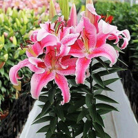  Лилия восточная Rapid Romance (Рапид Романс)