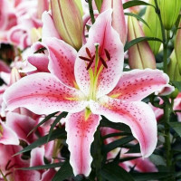  Лилия восточная Rapid Romance (Рапид Романс)