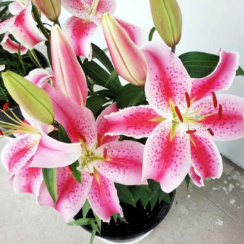  Лилия восточная Rapid Romance (Рапид Романс)