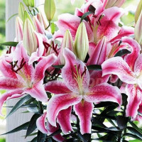  Лилия восточная Rapid Romance (Рапид Романс)