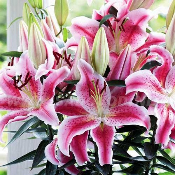  Лилия восточная Rapid Romance (Рапид Романс)