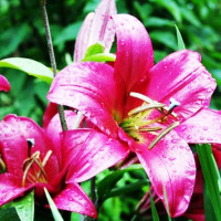  Лилия ОТ гибрид Purple Prince (Пурпл Принс)