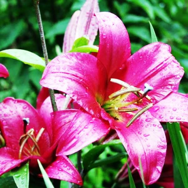  Лилия ОТ гибрид Purple Prince (Пурпл Принс)