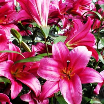  Лилия ОТ гибрид Purple Prince (Пурпл Принс)