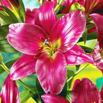  Лилия ОТ гибрид Purple Prince (Пурпл Принс)