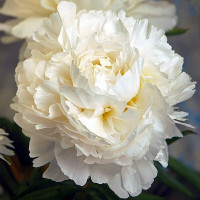 Саженцы Пион Madame Claude Tain (Мадам Клод Тэн)