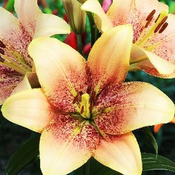  Лилия ЛА гибрид Sweet Desire (Свит Дезаер)