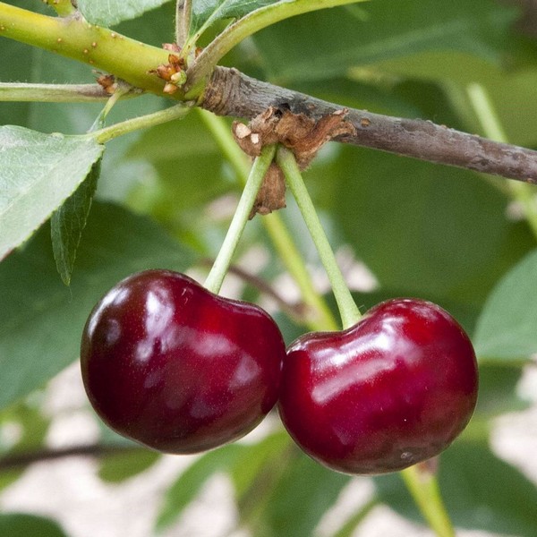 Саженцы Вишня Малышка