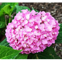 Гортензия крупнолистная Mini Penny (Мини Пенни)