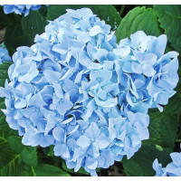 Гортензия крупнолистная Mini Penny (Мини Пенни)