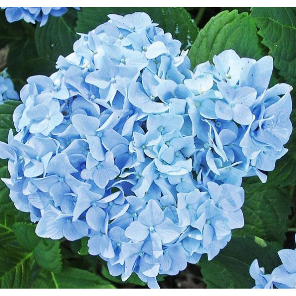 Гортензия крупнолистная Mini Penny (Мини Пенни)